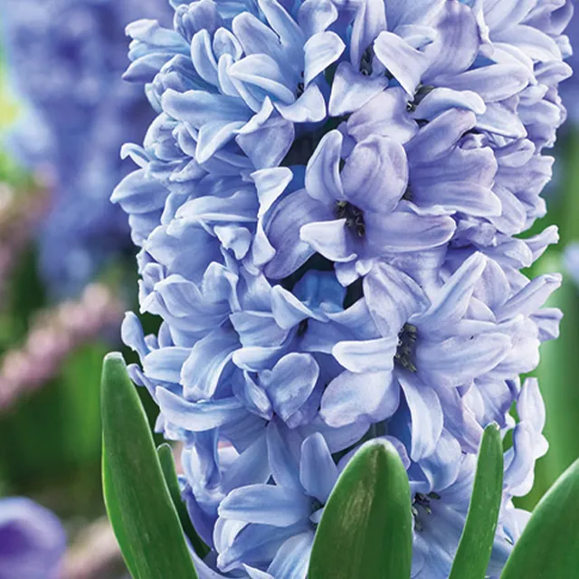 HYACINTHUS DELFT BLUE 3/1