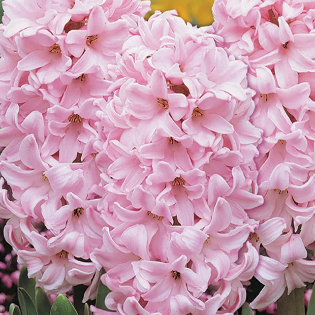HYACINTHUS FONDANT 3/1