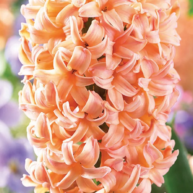 HYACINTHUS GIPSY QUEEN 3/1