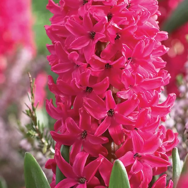 HYACINTHUS JAN BOS 3/1