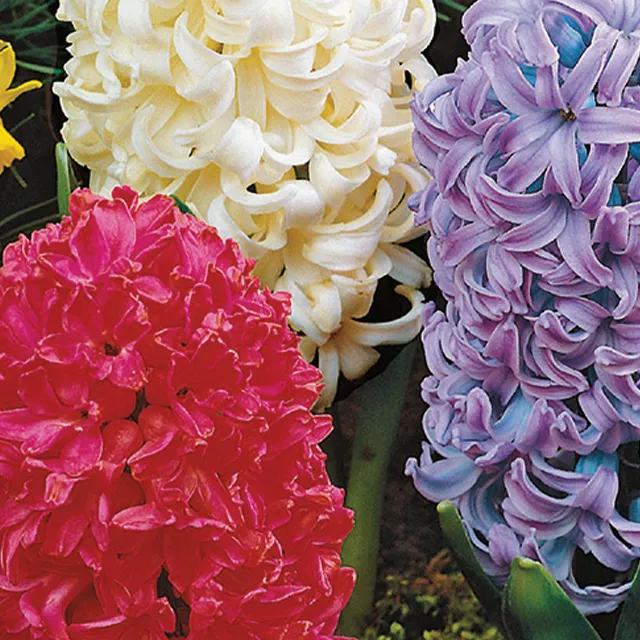 HYACINTHUS MIX 3/1