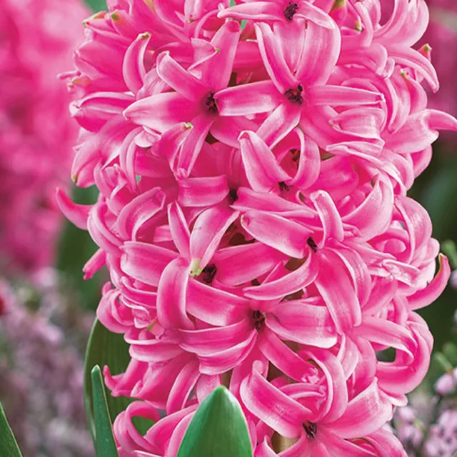 HYACINTHUS PINK PEARL 3/1