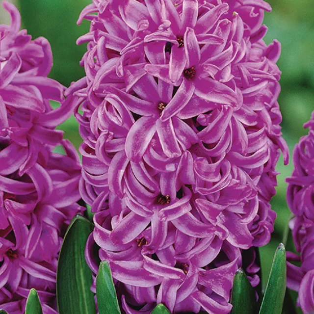 HYACINTHUS PURPLE SENSATION 3/1