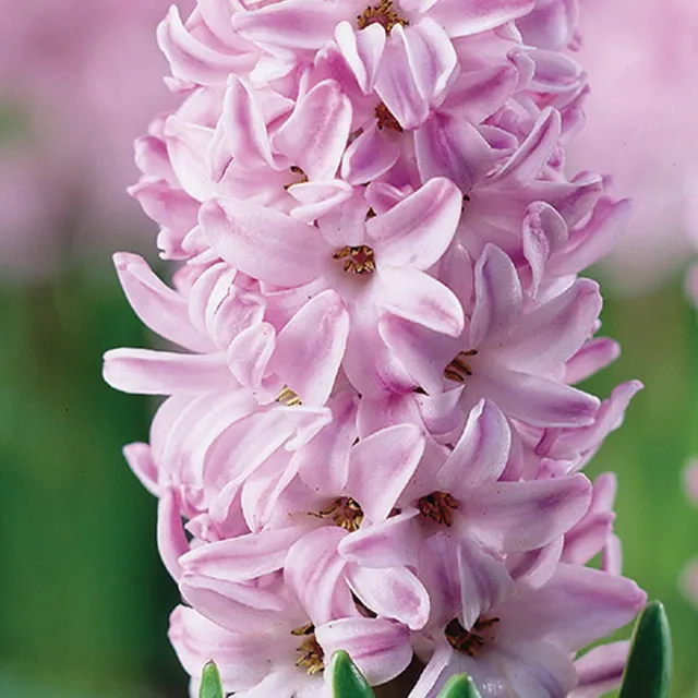 HYACINTHUS SPLENDID CORNELIA 3/1