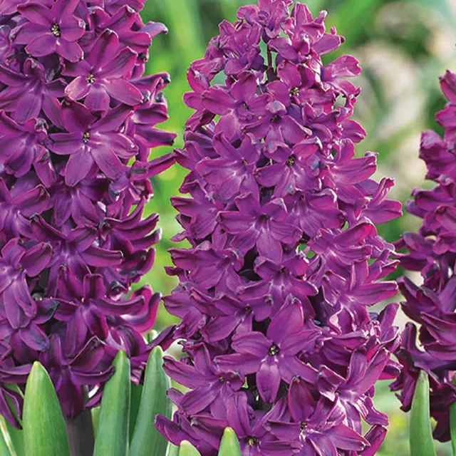 HYACINTHUS WOODSTOCK 3/1