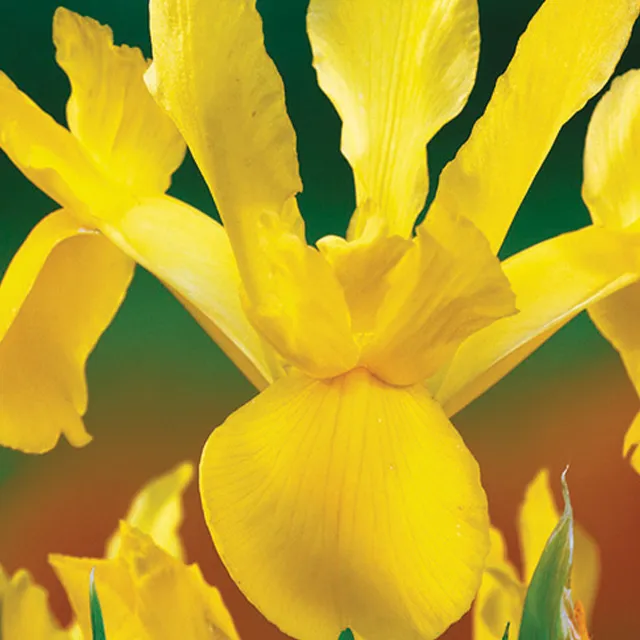 IRIS HOLL.ROYAL YELLOW 12/1
