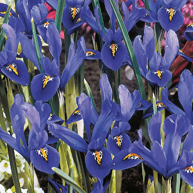 IRIS RETICULATA HARMONY 8/1