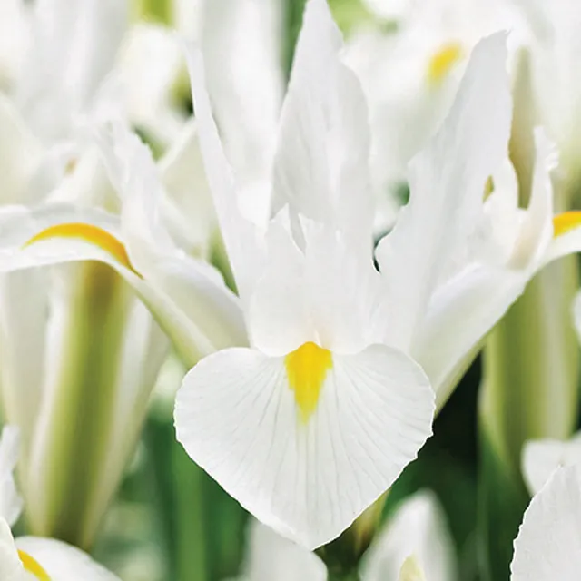 IRIS WHITE EXCELSIOR 12/1