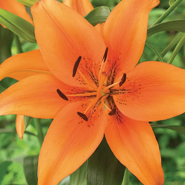 LILIUM ORANGE 1/1