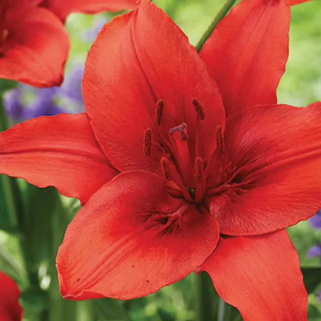 LILIUM RED 1/1