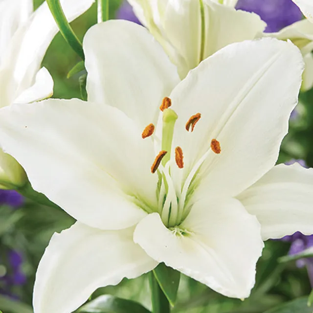 LILIUM WHITE 1/1