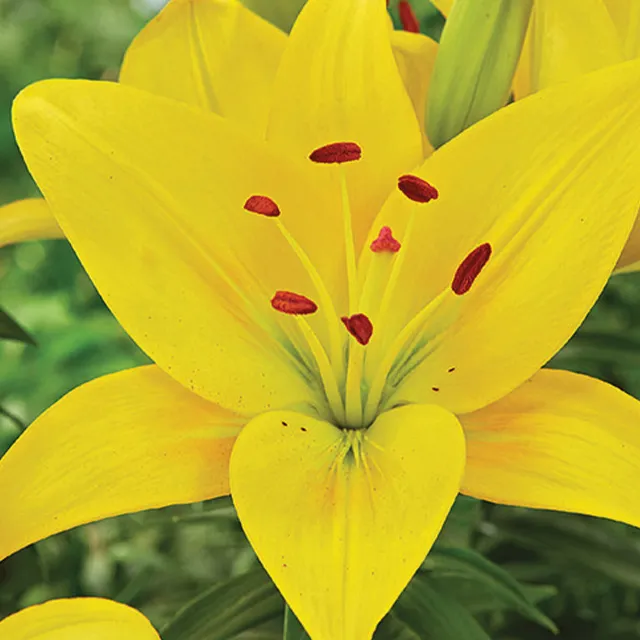 LILIUM YELLOW 1/1