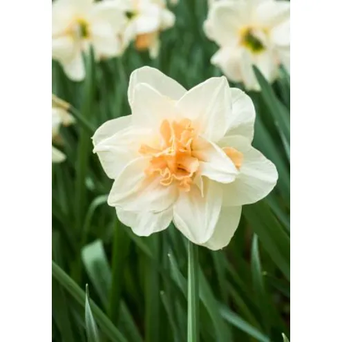 NARCISSUS DOUBLE DELNASHAUGH 5/1