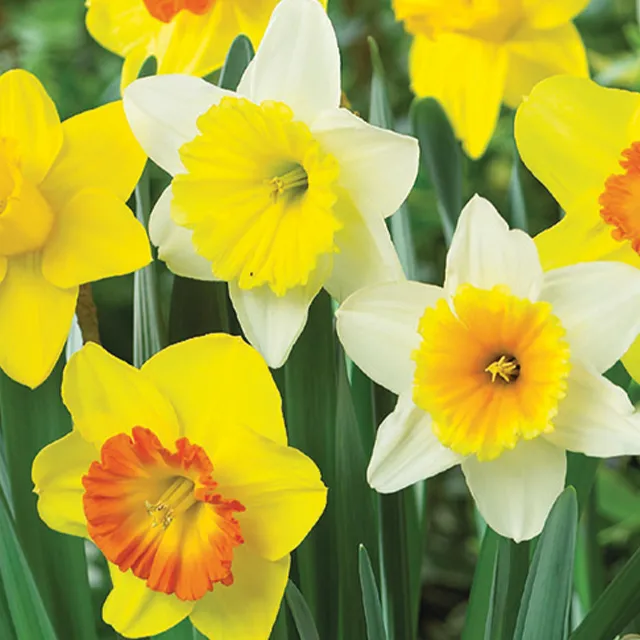 NARCISSUS LARGECUPPED MIX 8/1