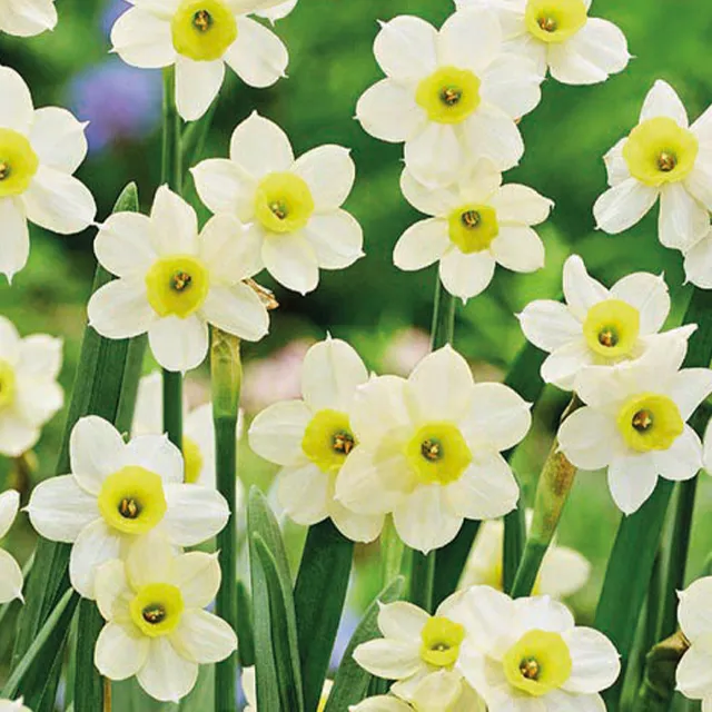 NARCISSUS MINNOW 8/1