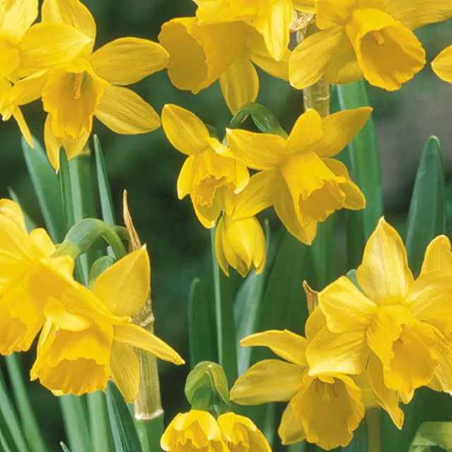 NARCISSUS TETE A TETE  8/1