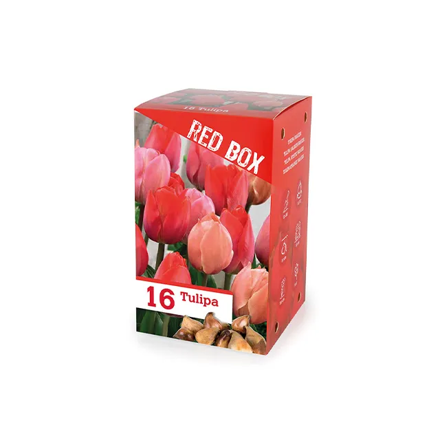THE RED BOX 16/1