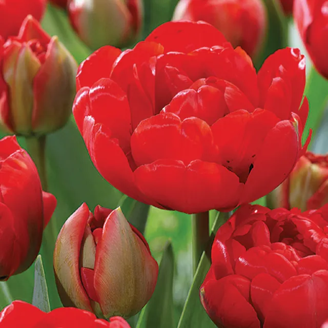 TULIPA MIRANDA 5/1