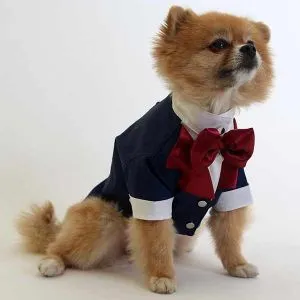 Smokin - Dark Blue Dark Blue Pet Dress