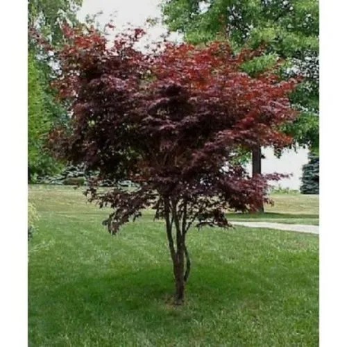 Acer palmatum mix - c3 l - 40/50 cm