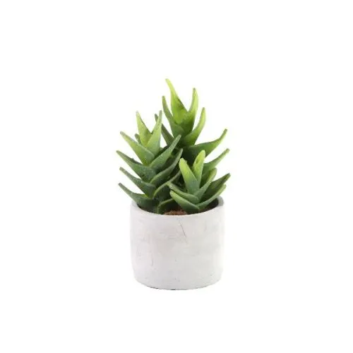 ALOE VERA 10/30