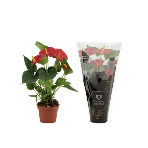 ANTHURIUM MIX 17/65