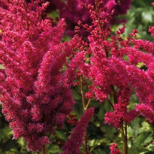 Astilbe Red 1/1