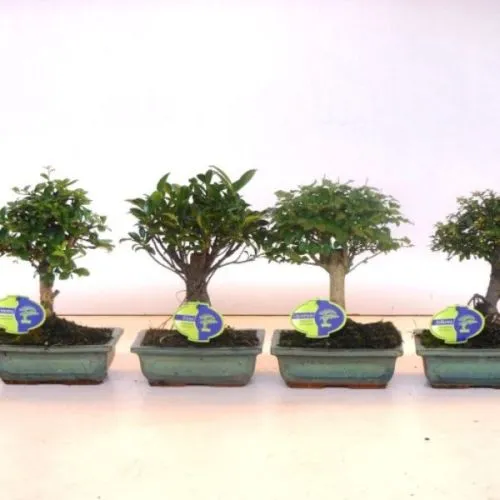 BONSAI MIX 20/35