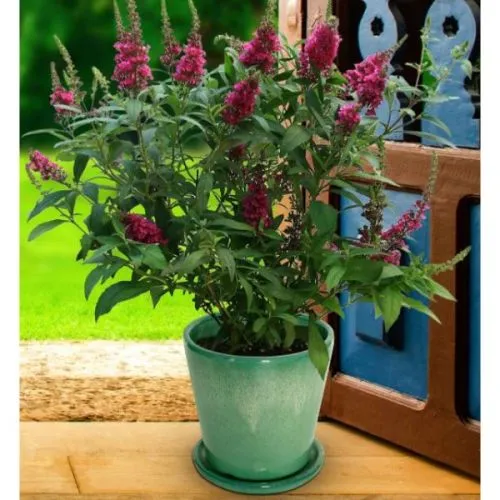 Buddleia davidii mix - c5 l - 20/40 cm