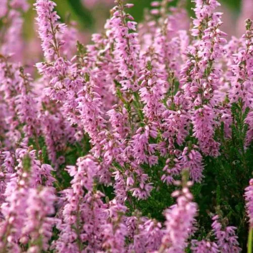 Calluna