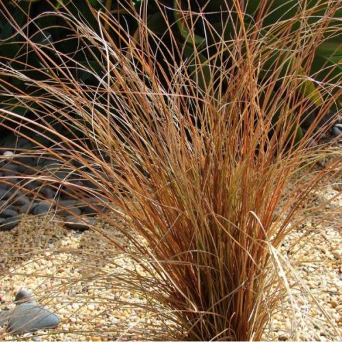 Carex mix - c2 l - 20/30 cm