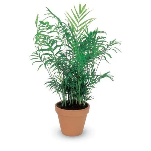 CHAMAEDOREA ELEGANS 17/60