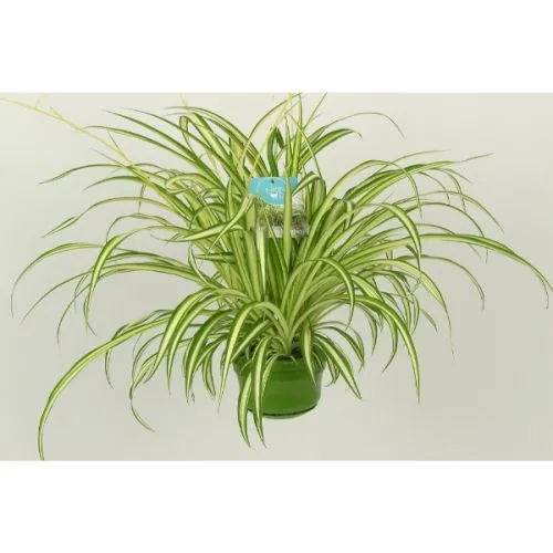Chlorophytum vittatum 14/45 Rasadnik Topalović