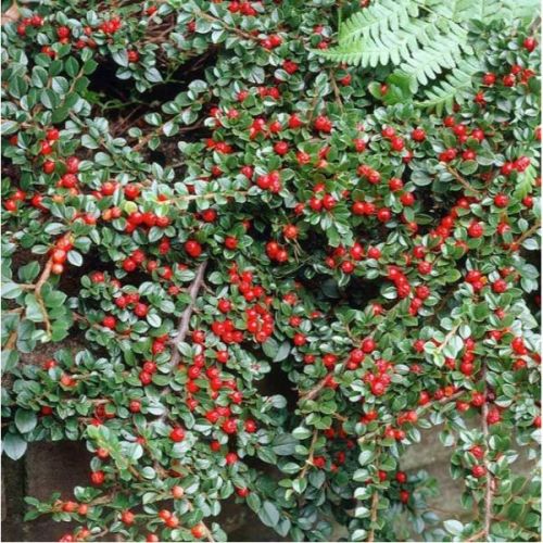 Cotoneaster horizontalis mix - c2 l - 20/40 cm