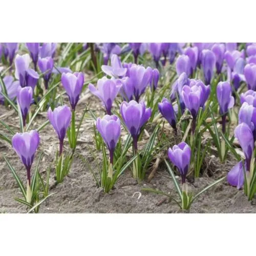 Crocus grand maitre 15/1