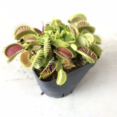 Dionaea Muscipula 8/10