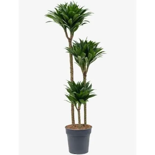 Dracaena Compacta 90-60-30 24/130