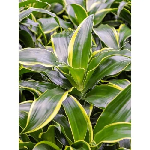Dracaena Dorado 90-60-30 24/130