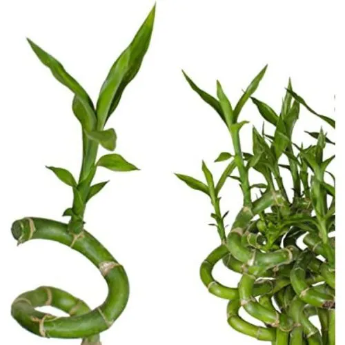 Dracaena Lucky Bamboo 3 ring 11/18