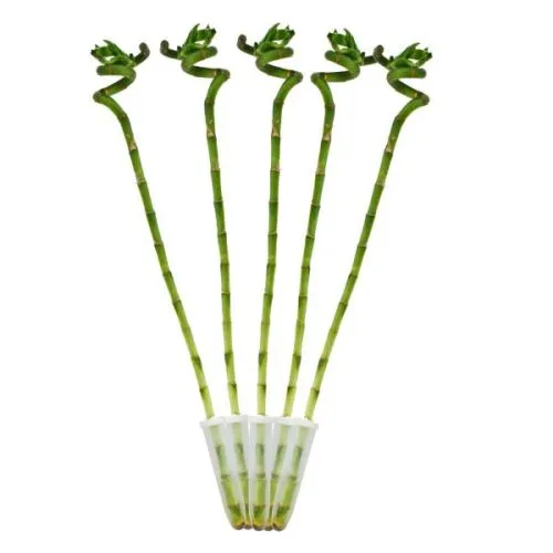 Dracaena Lucky Bamboo spiral