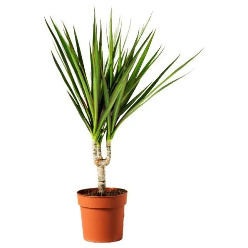 Dracaena Marginata Mix 11/45