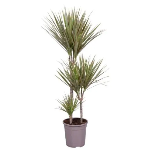 Dracaena Marginata Mix 60-30-15 24/130