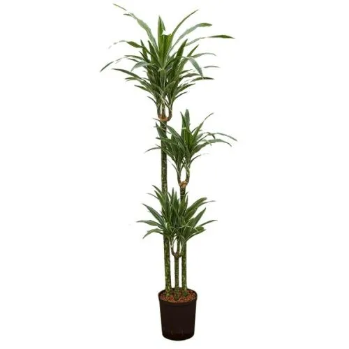 Dracaena Warneckei 60-30-15 21 100