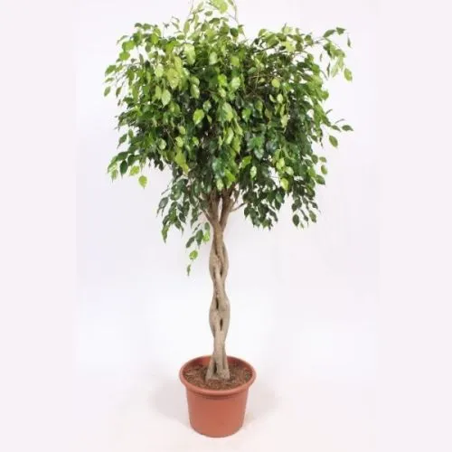 Ficus Benjamina Spirala 40/180 TGC