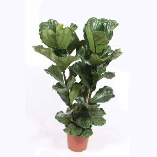 Ficus Lyrata 2pp 27/100 TGC
