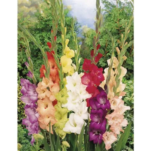 Gladiolus P Largeflowering Mix 10/1