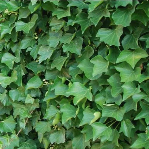 Hedera helix hibernica - c6 l - 175/200 cm