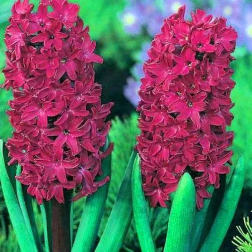 Hyacinthus woodstock 3/1