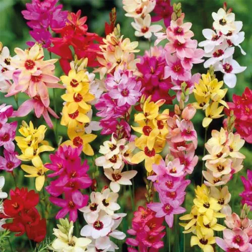 Ixia P Mix 15/1