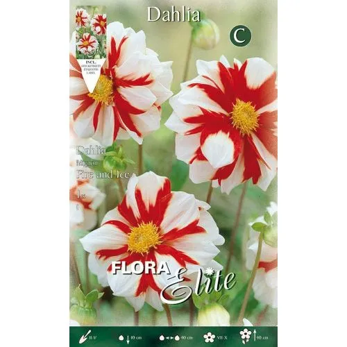 Lukovica Georgina, dalija - Dahlia Mignon Fire and Ice 1/1	